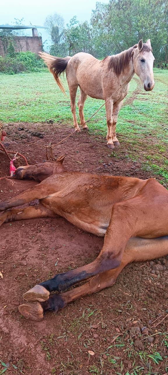 Aberrante maltrato animal en Eldorado: hallaron un caballo agonizando, atado y con la pata rota 2